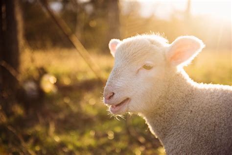 Gray Sheep · Free Stock Photo