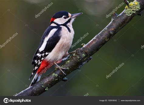 Great Spotted Woodpecker Stock Photo by ©pimleijen 130916042