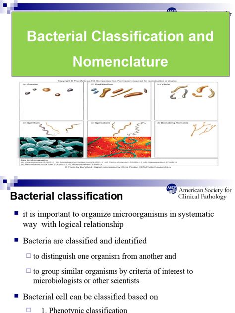 1.2-Classification of Bacteria | PDF | Cell (Biology) | Gram Negative ...