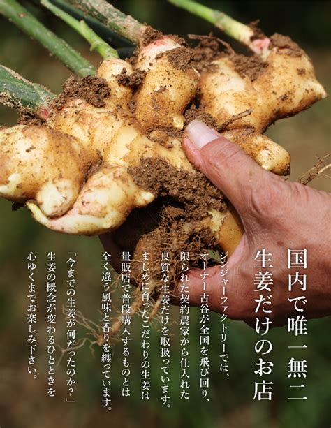 生姜 無農薬 無肥料 4kg しょうが 熊本県産 送料無料 大生姜