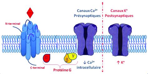 Repr Sentation Sch Matique Du R Cepteur Et De L Interaction Avec La