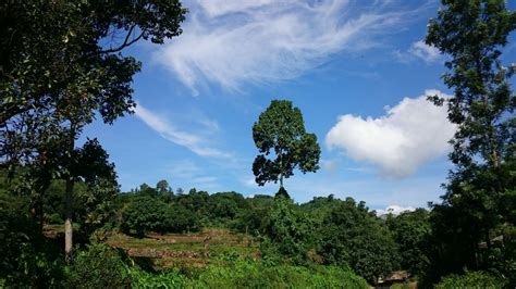 Fotos Gratis Paisaje Rbol Naturaleza Bosque Al Aire Libre Nube