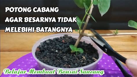 CUTTING Percabangan Untuk Membuat GERAK DASAR Belajar Bonsai YouTube