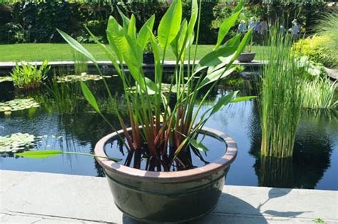 Easy DIY Container Water Gardens • The Garden Glove