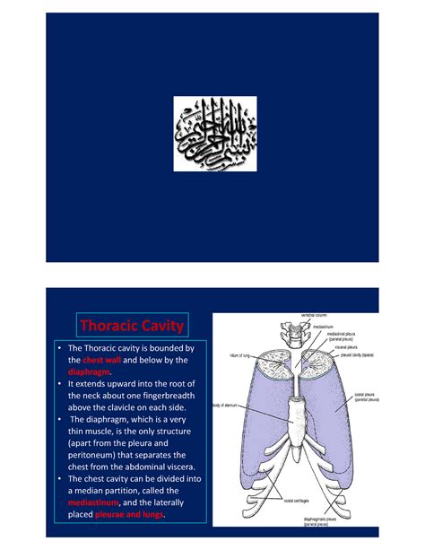 Thoracic Cavity Anatomie • The Thoracic Cavity Is Bounded By The