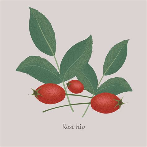 Rose hip, dog rose, Rosa canina on a gray background. 11913214 Vector ...