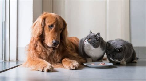 Can Dogs Eat Cat Food Heres What To Do Readers Digest