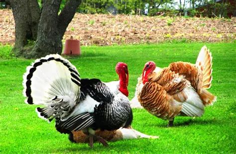 Turkey Description Habitat Image Diet And Interesting Facts