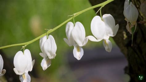 Bleeding Heart Flower: Meaning, Symbolism, Facts