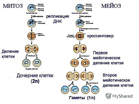 Презентация на тему: "Митоз және мейоз үдерістерін салыстыру. Жасушалық ...