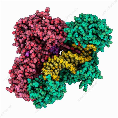 Hiv Reverse Transferase Complex Stock Image C Science