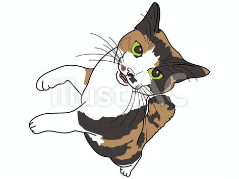 Free Vectors Calico Cat