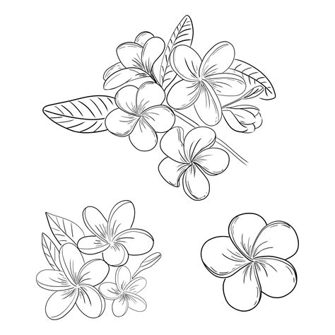 Premium Vector Plumeria Or Frangipani Flower Illustration Drawing Set