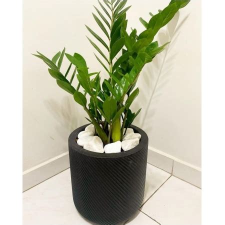 Ficus Lyrata no Vaso Cilíndrico Marrom Verdes Da Su