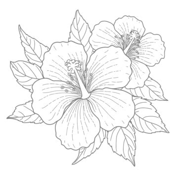 Livre De Coloriage Fleurs Hibiscus PNG Images Vecteurs Et Fichiers