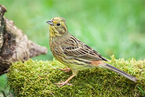 160+ Yellowhammer Female Stock Photos, Pictures & Royalty-Free Images ...