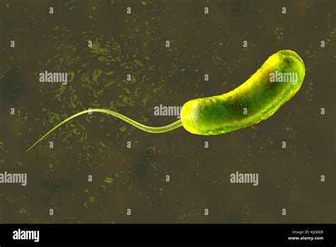 Vibrio Cholerae Cell Structure