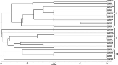 Dendrogram Constructed From The Combined 16S RRNA RFLP Banding Patterns