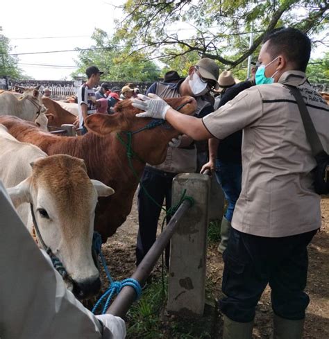 Antisipasi Wabah Virus Pmk Dinas Peternakan Tuban Periksa Ternak Sejak