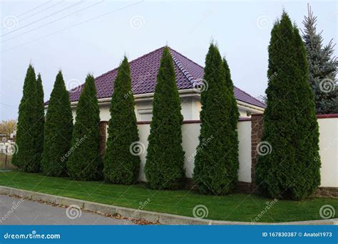 A Row Of Tall Coniferous Green Trees On A Lawn With Grass Near A