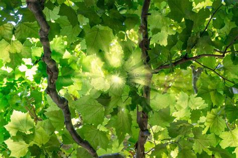 Green Leaves Background Stock Image Image Of Sunlight