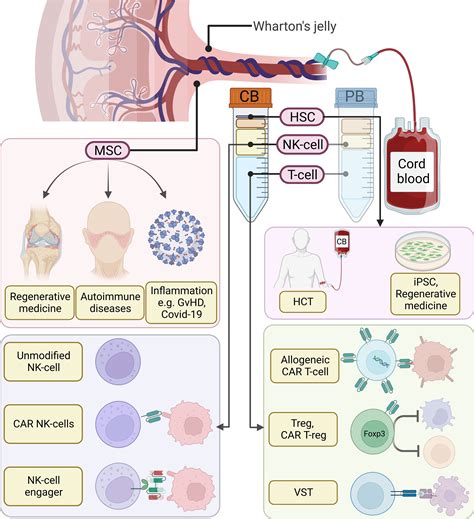 Frontiers Umbilical Cord Blood Derived Cellular Therapy Advances In