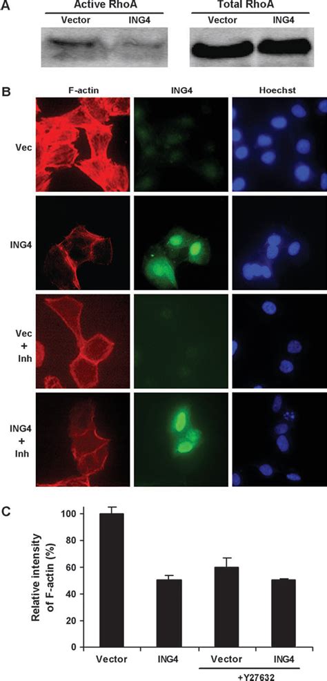 Figure 1 From Role Of ING4 In Human Melanoma Cell Migration Invasion