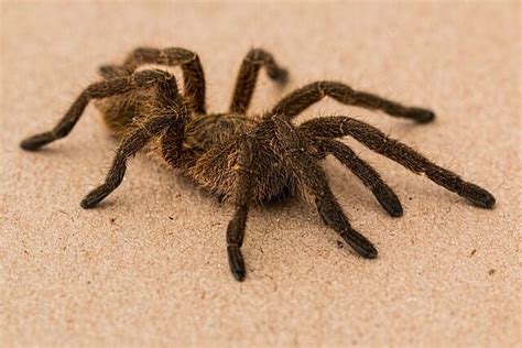 Picadura de araña en casa síntomas y remedios naturales Remedios