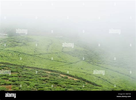 Tea plantations surrounding Nuwara Eliya, Sri Lanka Stock Photo - Alamy