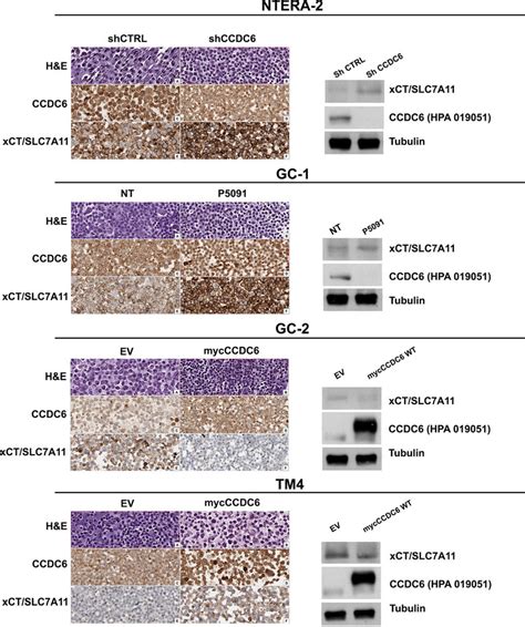 Immunocytochemical Analysis Of Ccdc And Xct Slc A Proteins