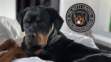 Do Rottweilers Like To Cuddle Youtube