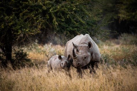 Park Narodowy Kruger RPA Afryka Strona Podróży