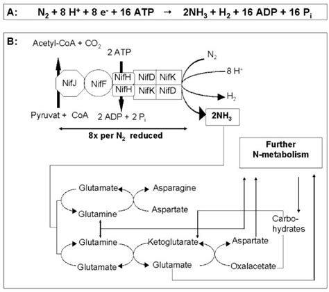 Reaction And Molecular Mechanism Of Biological Nitrogen Fixation A