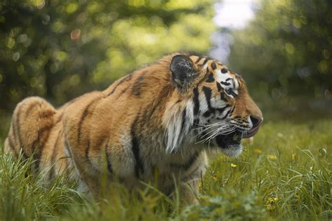 How to Survive a Tiger Attack - Animals Around The Globe
