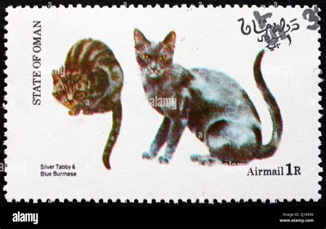 Oman Circa A Stamp Printed In State Of Oman Shows Silver Tabby