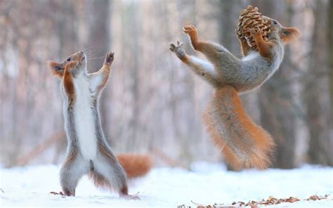 デスクトップ壁紙 雪 冬 リス 野生動物 コーン 楽しい 動物相 哺乳類 脊椎動物 1920x1200 Wallup