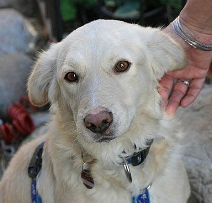 kleiner Kuvasz Labrador Mischling ROBIN Rüde Zuhause gefunden