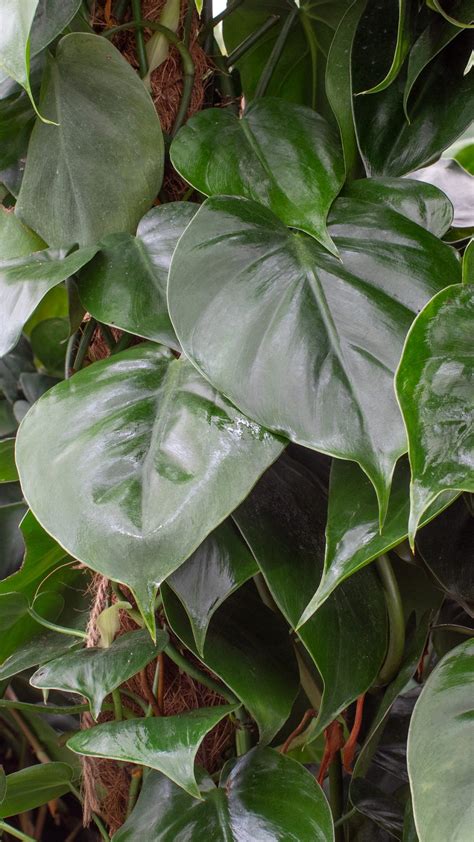 Philodendron Scandens L Tropical Plants Uk