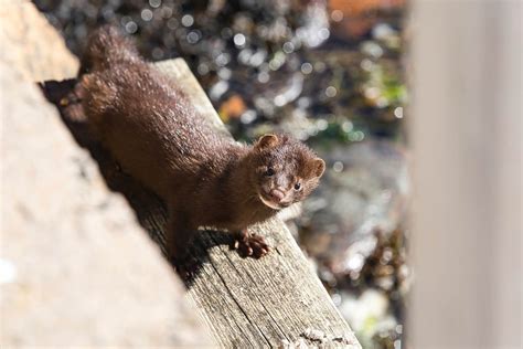 American Mink — West Cumbria Rivers Trust