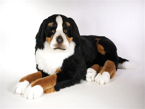 "Ella" Bernese Mountain Dog – Big Furry Friends