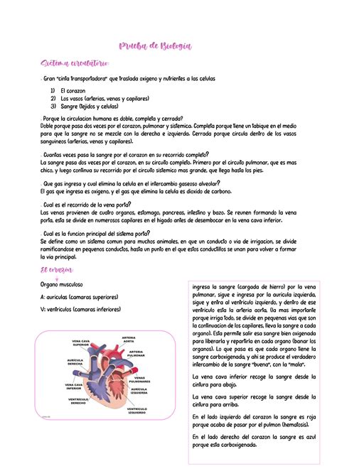 Solution Prueba De Biolog A Studypool