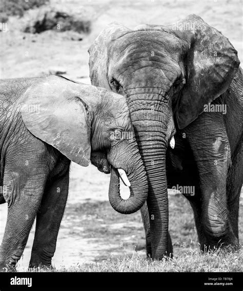 Black White Close Up Showing Strong Affection Bond Love Between Two