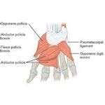 Thenar muscles - Origin, Insertion, Function, Exercise - Samarpan