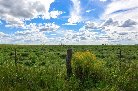 Premium Photo | Spring season landscape la pampa