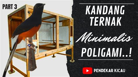 Kandang Ternak Murai Batu Minimalis Poligami Part Youtube