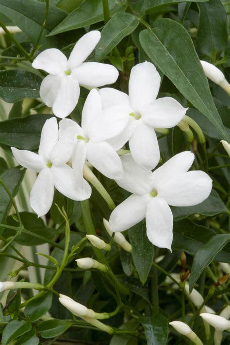 Jasminum Grandiflorum L Catalonian Jasmine Climber Wall Shrub Rhs