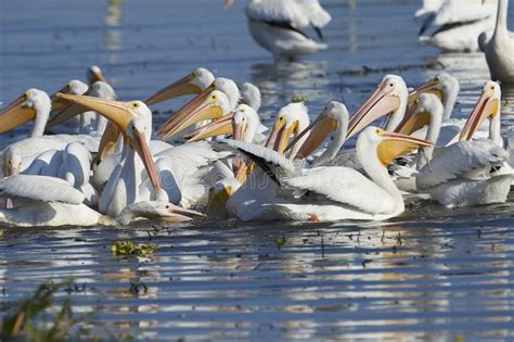 291 White Pelican Eating Fish Photos Free And Royalty Free Stock Photos