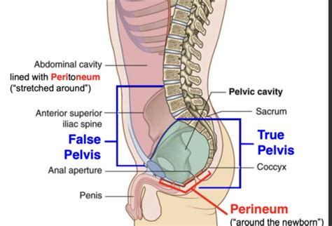 Structures Anatomy Fo Pelvis And Perineum Flashcards Quizlet