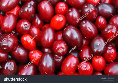 Cornus Mas Fruit Background Stock Photo 1508168906 | Shutterstock