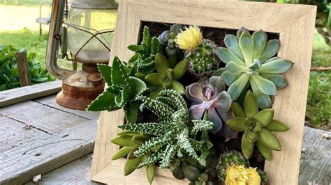 Tuto VillaVerde Réaliser un magnifique tableau de succulentes Mon